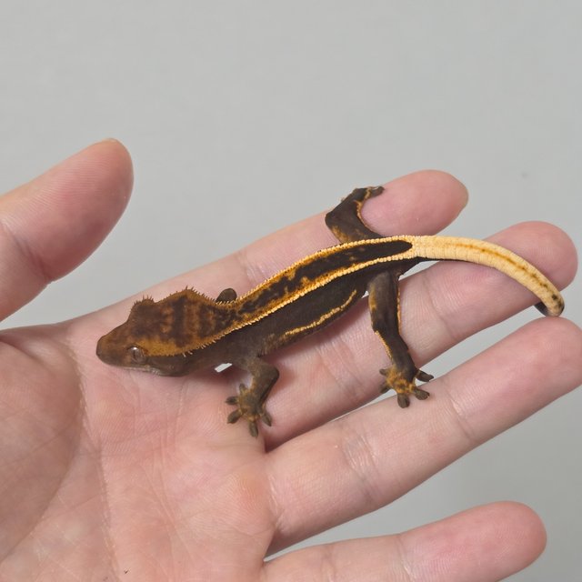 슈퍼스트라이프 엠티백