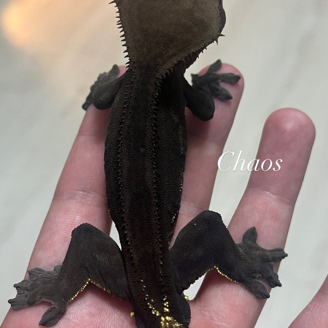 슈퍼스트라이프 엠티백 팬텀