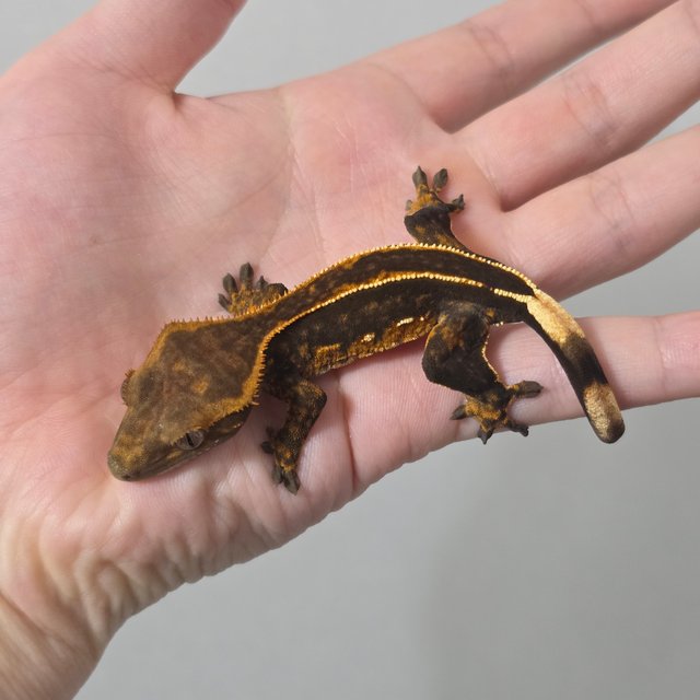 슈퍼스트라이프 엠티백