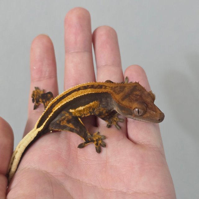 슈퍼스트라이프 엠티백