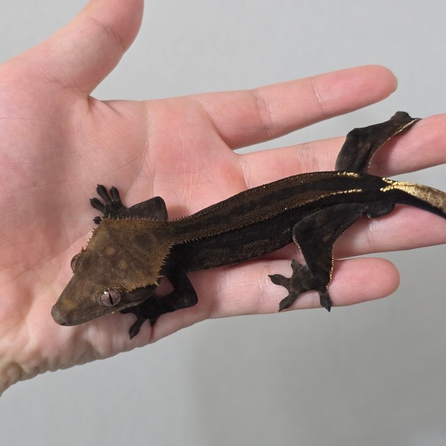 슈퍼스트라이프 엠티백 카푸치노 팬텀