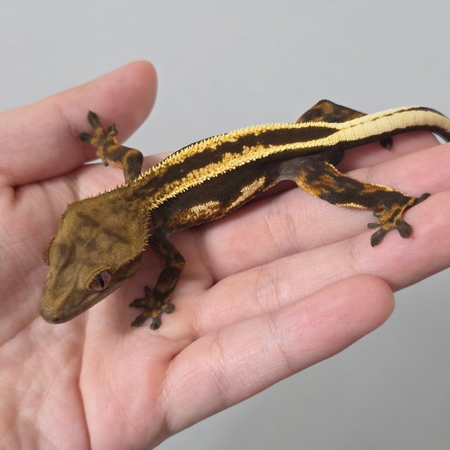 슈퍼스트라이프 엠티백