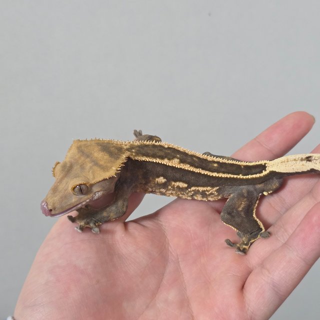 엠티백 슈퍼스트라이프