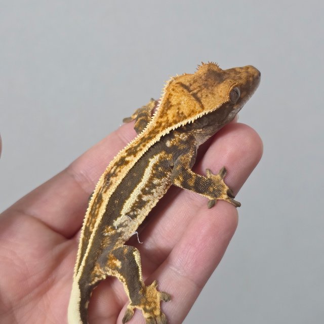 슈퍼스트라이프 화이트핀 쿼드