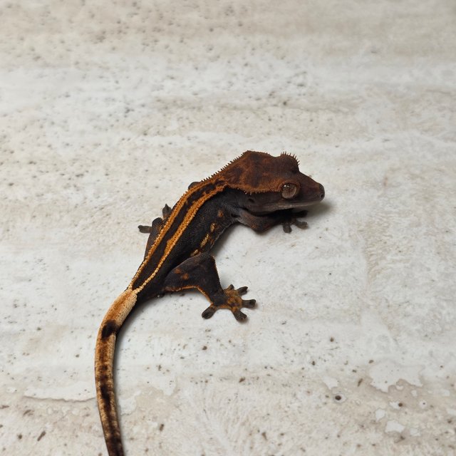 Super Stripe Empty Back