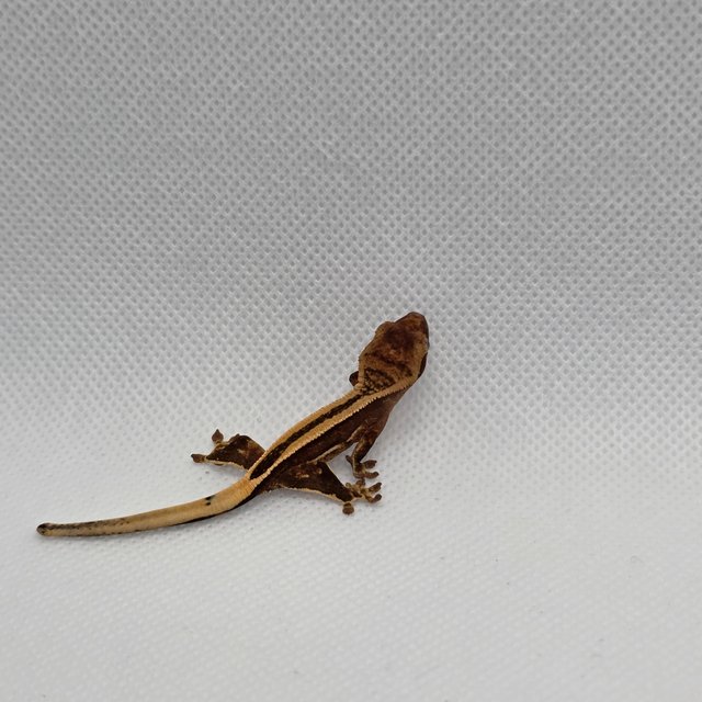 슈퍼스트라이프 엠티백