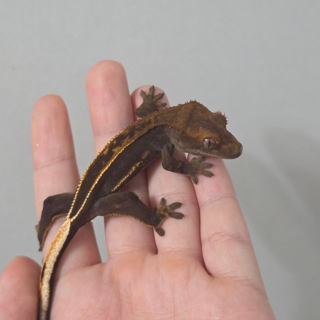 슈퍼스트라이프 엠티백