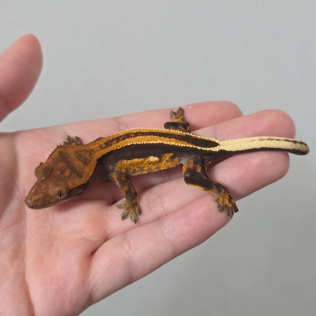 슈퍼스트라이프 엠티백