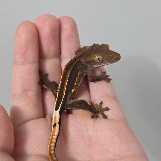 슈퍼스트라이프 엠티백