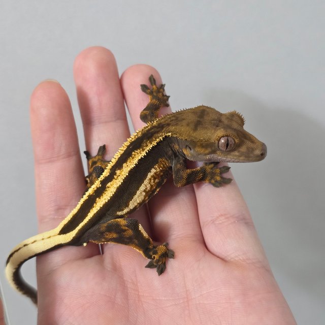 슈퍼스트라이프 엠티백