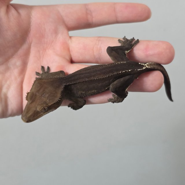 엠티백 슈퍼스트라이프 팬텀