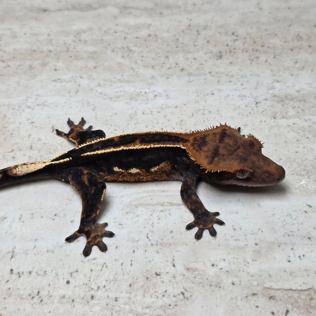 Super Stripe Empty Back