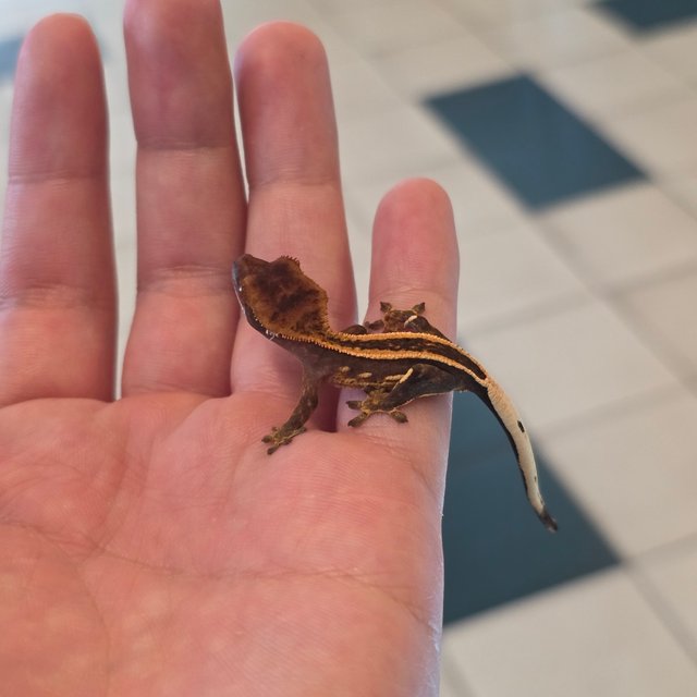 슈퍼스트라이프 엠티백