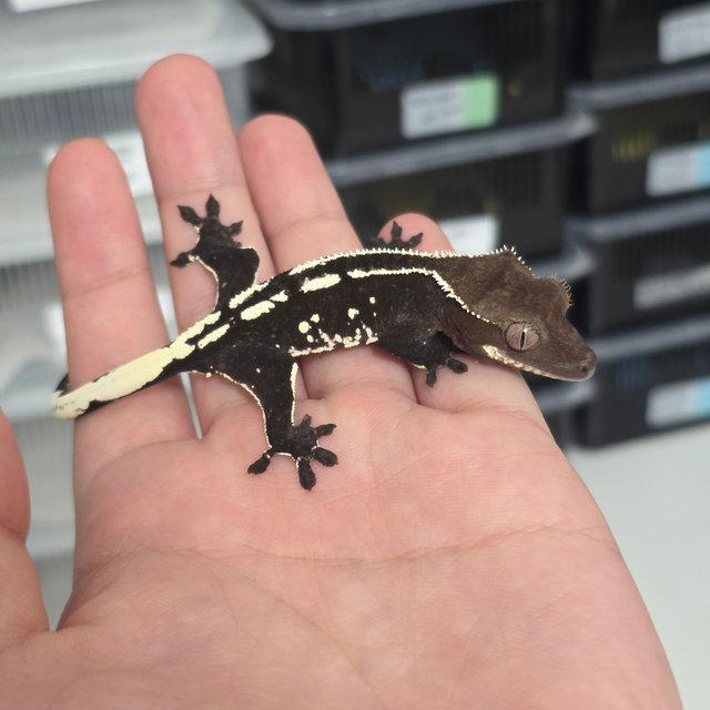Axanthic