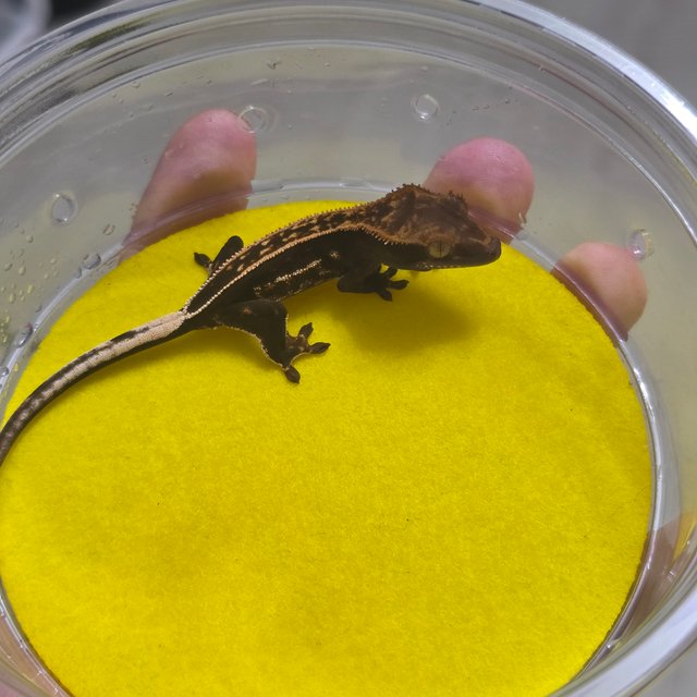 엠티백 슈퍼스트라이프 100%헷아잔틱