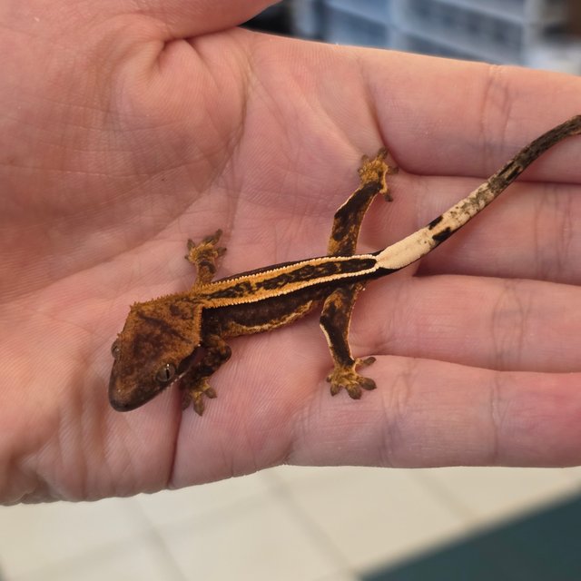 슈퍼세이블 릴리 엠티백 슈퍼스트라이프