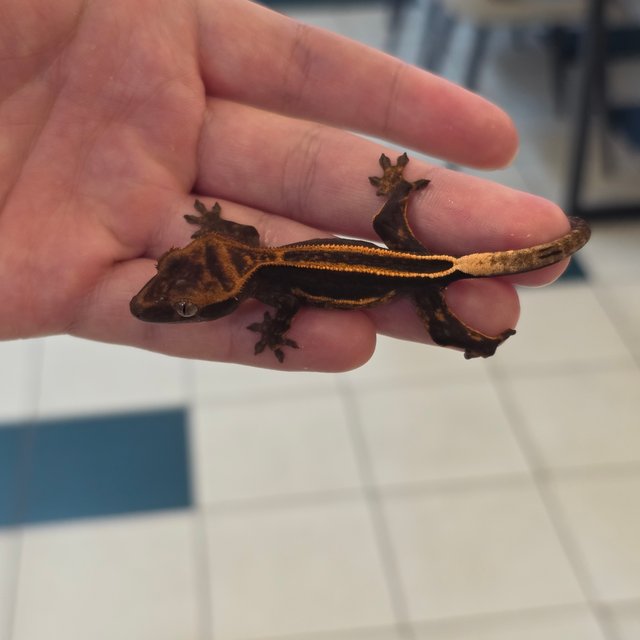 슈퍼스트라이프 엠티백