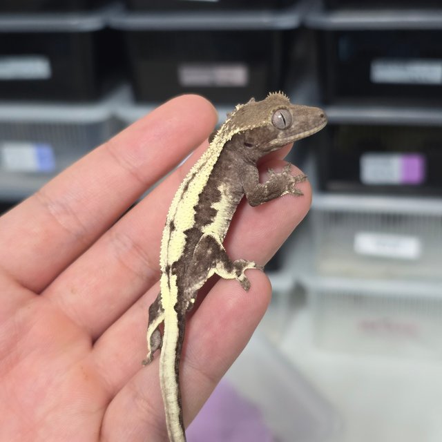 LW Sable Axanthic