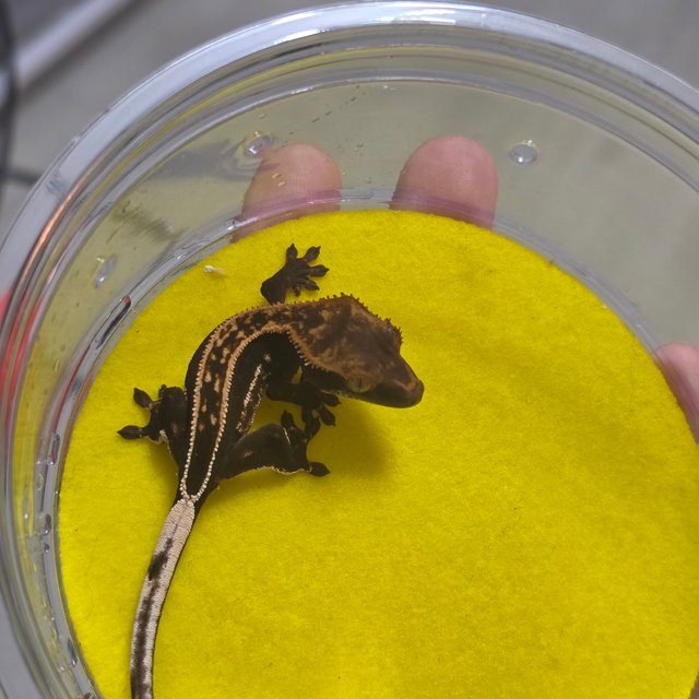 엠티백 슈퍼스트라이프 100%헷아잔틱