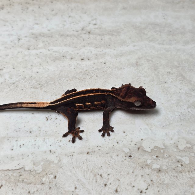 Super Stripe Empty Back