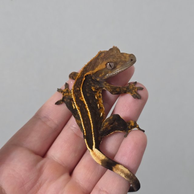 슈퍼스트라이프 엠티백