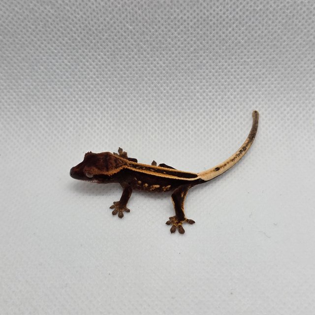 슈퍼스트라이프 엠티백