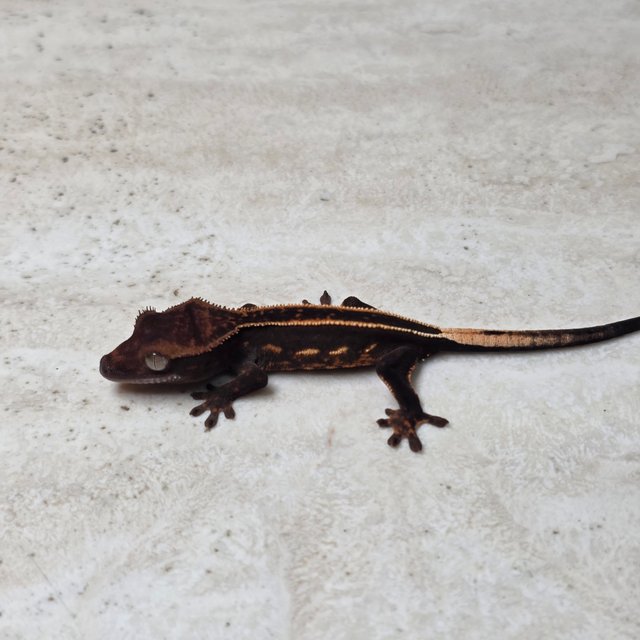 Super Stripe Empty Back