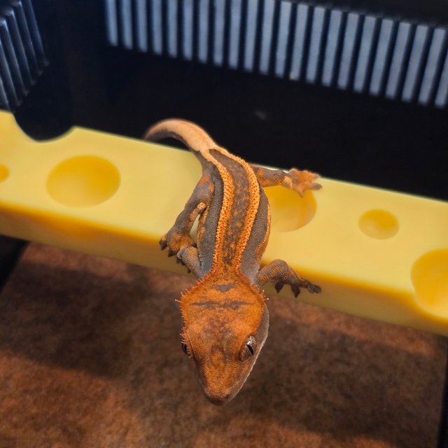 슈퍼스트라이프 엠티백