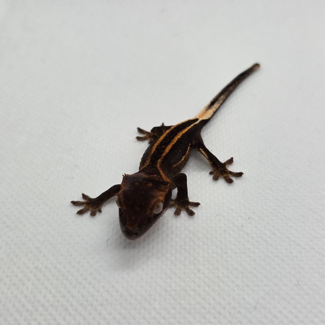 슈퍼스트라이프 엠티백