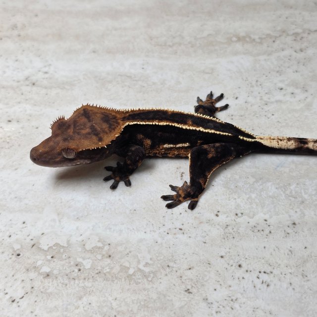 Super Stripe Empty Back