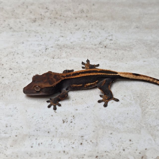 Super Stripe Empty Back