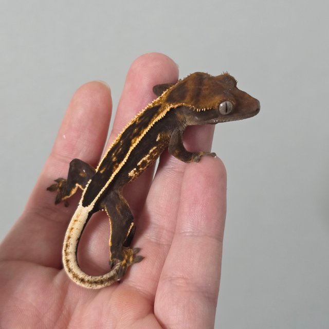 슈퍼스트라이프 엠티백