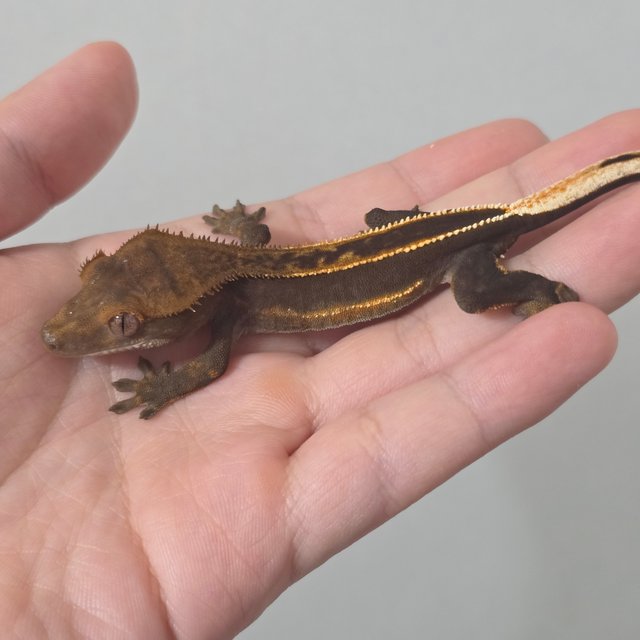 슈퍼스트라이프 엠티백