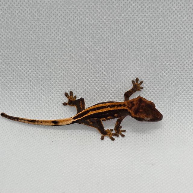 슈퍼스트라이프 엠티백