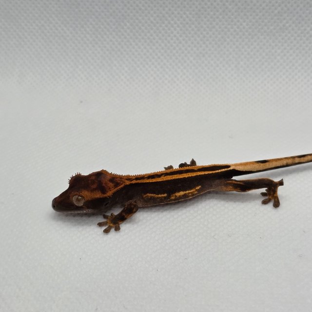 슈퍼스트라이프 엠티백