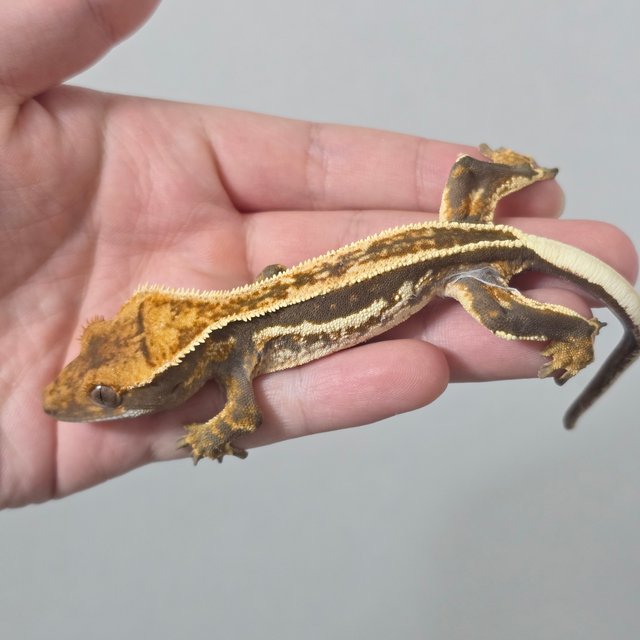 슈퍼스트라이프 화이트핀 쿼드