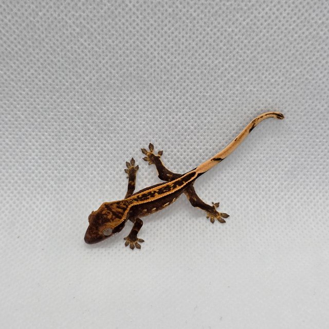 슈퍼스트라이프 엠티백