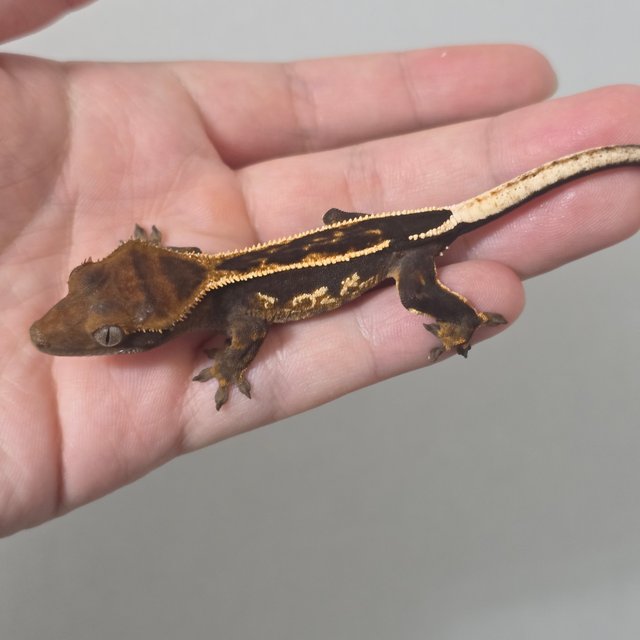 슈퍼스트라이프 엠티백