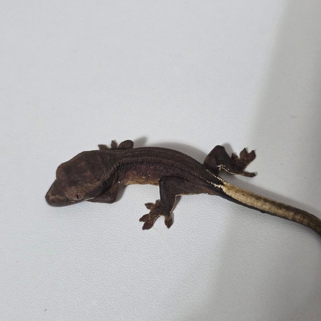 슈퍼스트라이프 챠콜