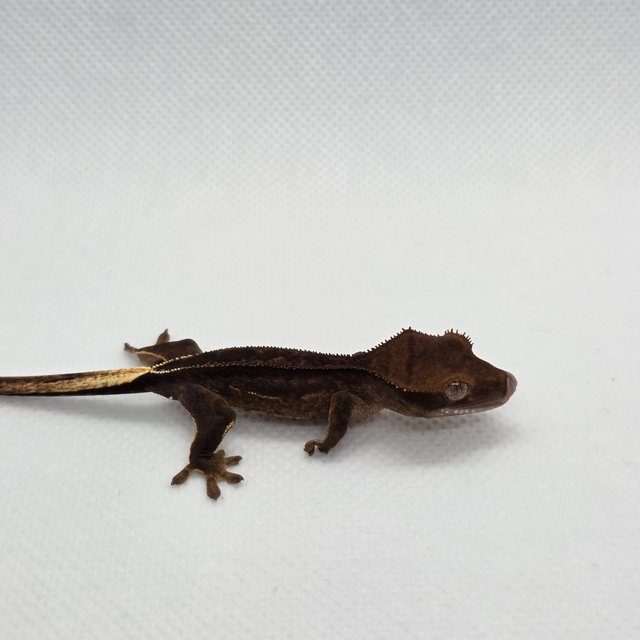 슈퍼스트라이프 챠콜