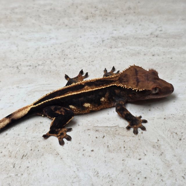 Empty Back Super Stripe