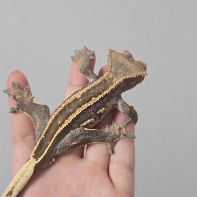 엠티백 슈퍼스트라이프