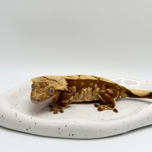 레노