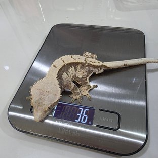 노멀