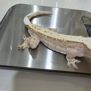 노멀 크림시클