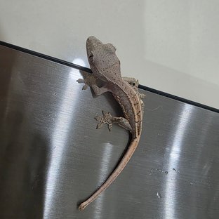 노멀
