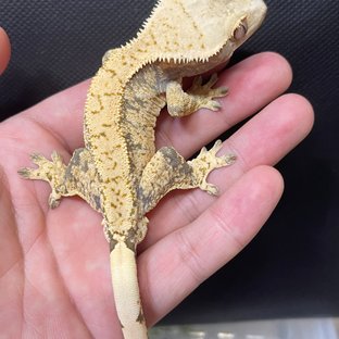 노멀 할로윈 솔리드백