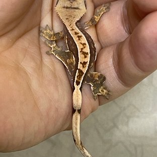 100%헷아잔틱 100%헷초초 핀스트라이프 쿼드