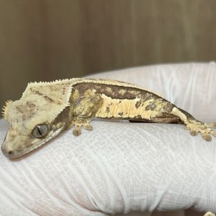 노멀 풀핀 핀스트라이프 드리피 쿼드