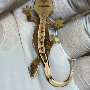 100%헷아잔틱 100%헷초초 핀스트라이프 쿼드